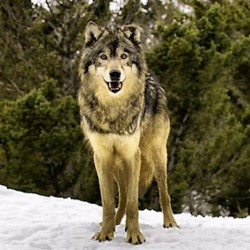 #wolfwednesday #wolf #awhooo #wolfknives  yamean