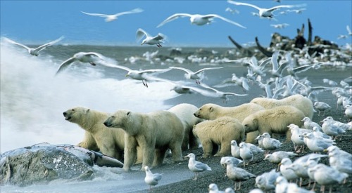 The way of nature (in a rare sighting, normally solitary polar bears gather to feast on the carcass of a grey whale)