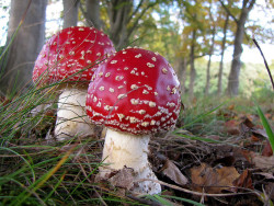 blooms-and-shrooms:  Two mushrooms by Wilma1962* on Flickr. 