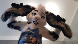 fursuitpursuits:  RT @JayDaArcticWolf: A bun sent from the heavens