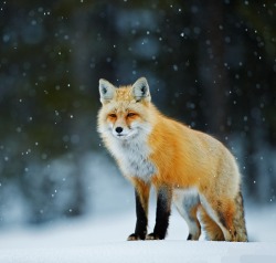 beautiful-wildlife:  Snowfall by Radomir Jakubowski