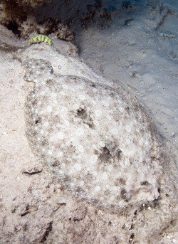 wapiti3:  Bothus mancus Peacock flounder, Matamanoa, Fiji on