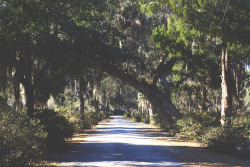 queenmerbabe:  Last week I had a date at Bonaventure Cemetery