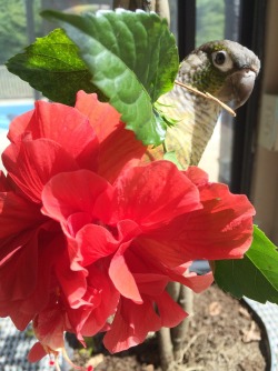 parrot-dise:  Crumb playing in our hibiscus.