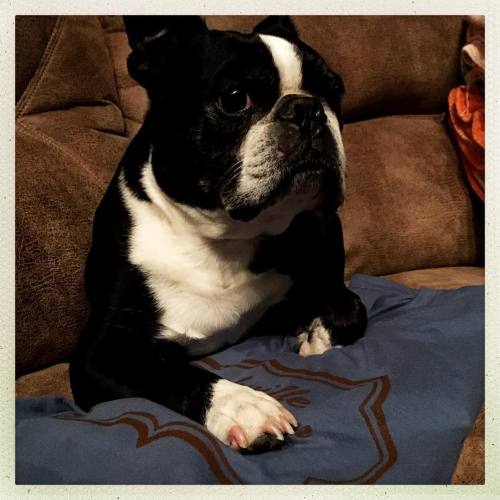 <p>If only half of the #nashvilleclawhammercamp shirts are folded when you all get here, this is why. #helping #sirwinstoncup #bostonterrier #flatnosedogsociety #banjo  (at Ridgetop, Tennessee)</p>