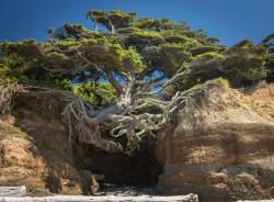 currentsinbiology: Badass Trees That Refuse To Die