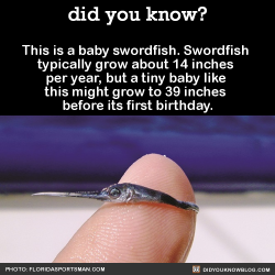 did-you-kno:  This is a baby swordfish. Swordfish typically grow