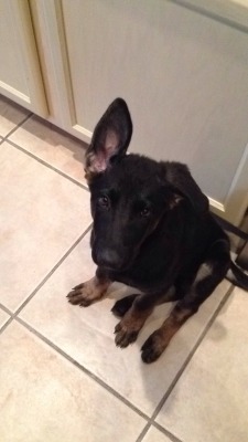 handsomedogs:  this is Penelope, my 3 month old German Shepherd.