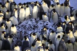 scienceyoucanlove:  A penguin nursery, filmed for the first time