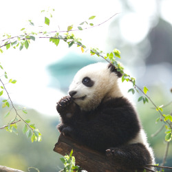 giantpandaphotos:  Xiao Liwu at the San Diego Zoo, California,