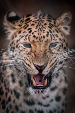 wolverxne:  Leopard by Peter Hausner Hansen 