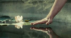 Water lily beyod reach.