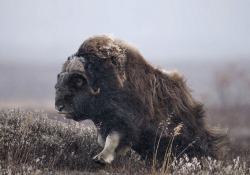 howtoskinatiger:  Musk Ox by trond-arildandersen on Flickr. 