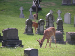 g63heavenonearth:Allegheny Cemetery 82216-30