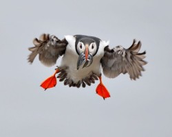 Flying fish (Atlantic Puffin)