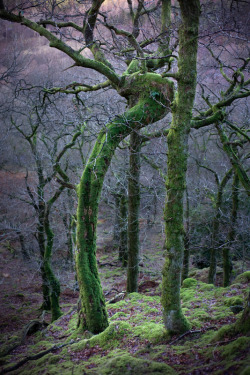 opticallyaroused:  This Enchanted Ent in Cumbria is only further