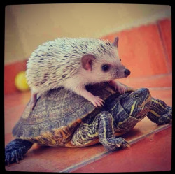 animals-riding-animals:  hedgehog riding tortoise