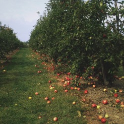 magickandmoss:  Today I went apple picking to get some apples