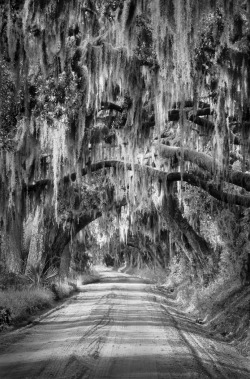 hueandeyephotography:  A Sea Island Road, Edisto Island, SC©