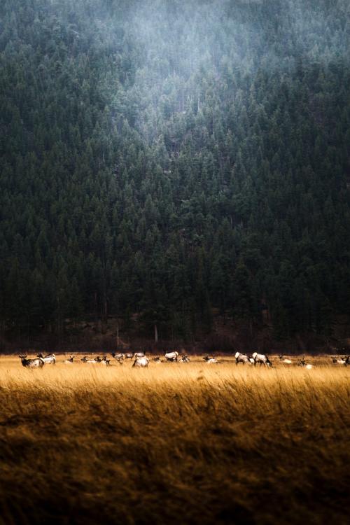 renamonkalou:  Free (at Rocky Mountains) | David Moum