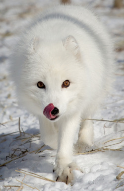 theanimaleffect:  Hungry Arctic Fox by nemi1968 on Flickr.