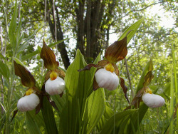 testicle plants! orquidofilia:  A small portion of a large population