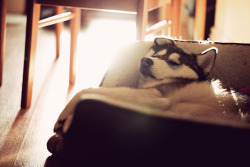 brutalgeneration:  (by rekha_is_batman)