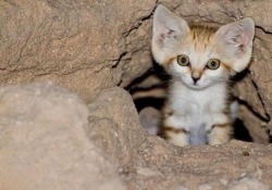 thefrogman:  This is an Arabian Sand Cat. You all want one now. 