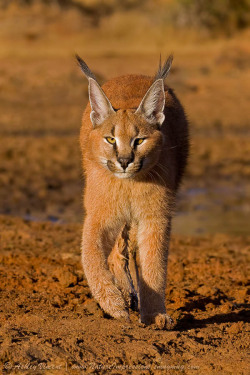 expressions-of-nature:  Caracal Cub by Ashley Vincent 