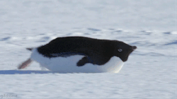becausebirds:  🐧 scootscootscoot 🐧