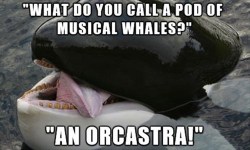Cetacean comedian