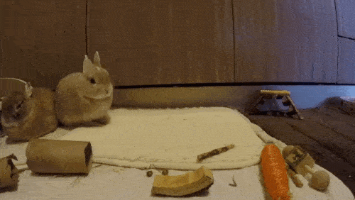 awwww-cute:  How a Bunny Yawns (Source: http://ift.tt/1O6uslG)