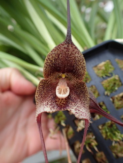 orchid-a-day: Dracula orientalis April 3, 2018   such a sexy