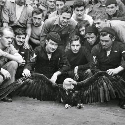 formfollowsfunctionjournal:  US Navy sailors pose with an eagle