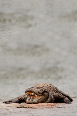brazenbvll:  Crocodile | Sandeep Dutta 