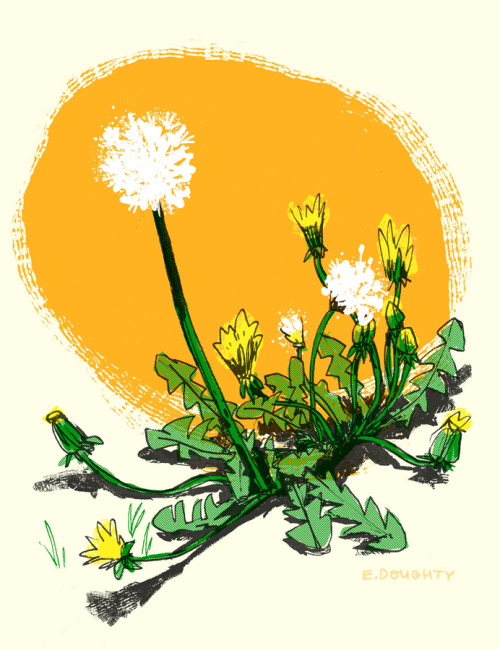 equivocations:dandelions will inherit the earth