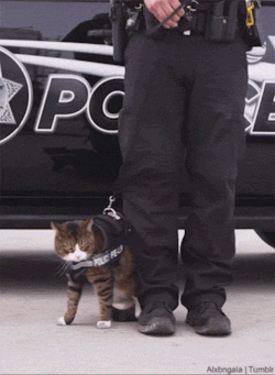 tiffanarchy:  tastefullyoffensive:  Why police cats aren’t