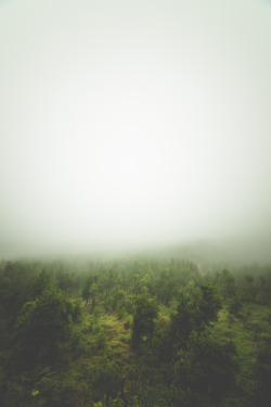 moon-sylph:  eartheld:  lvndcity:  misty forest by Chris Zielecki |