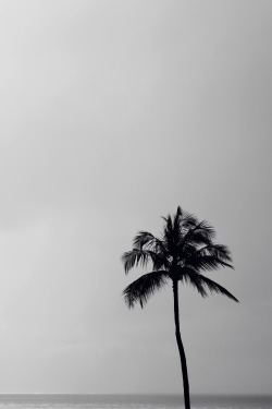 vistale:   Lone Palm | via  