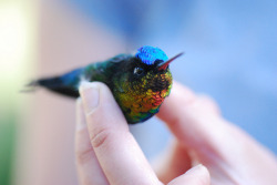 detectivedeathmachine:   Fiery Throated Hummingbird  Possibly