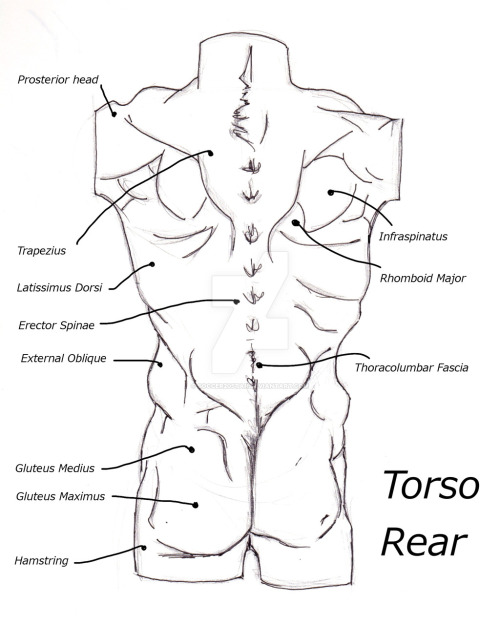 anatoref:  The Male TorsoTop ImageRow 2 - 5Row 6Bottom Image 