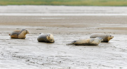 sixpenceee:    A group of seals chill out on mud flats in the