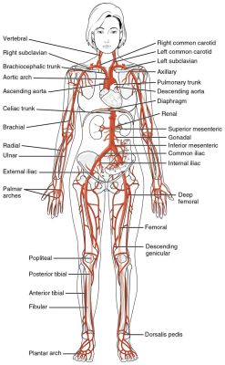 allheartcare-deactivated2016010: Major_Systemic_Artery 