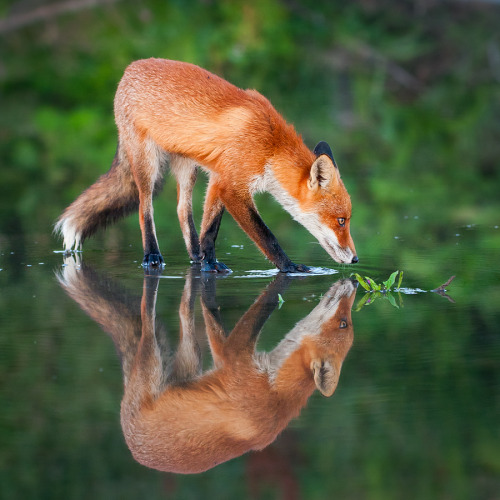 Alter ego (Red Fox)