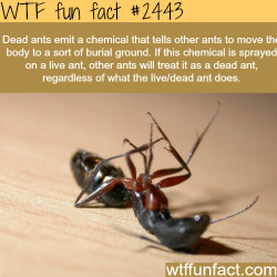 wtf-fun-factss:  Dead ants chemical - WTF fun facts