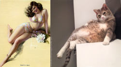 catsthatlooklikepinupgirls:  http://catsthatlooklikepinupgirls.tumblr.com/