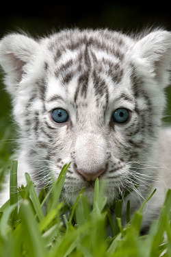 earthyday:  Young Tiger  by Bill Pruitt  