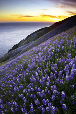 sundxwn:  Purple Sea by Calvin M 