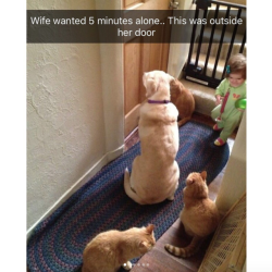 alternageek:  babyanimalgifs: Animal snaps this is my life now