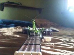 failsnet:  Tumblr Fails.net - Mantis and Guitar